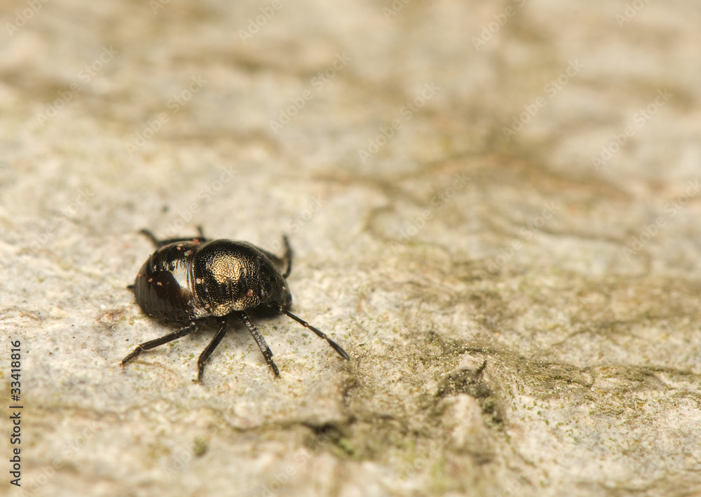 Nymph Nymph