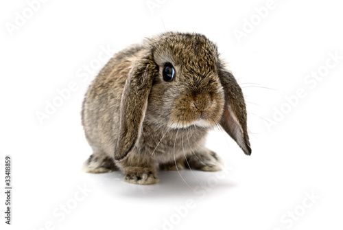 Adorable baby lop eared rabbit. photo