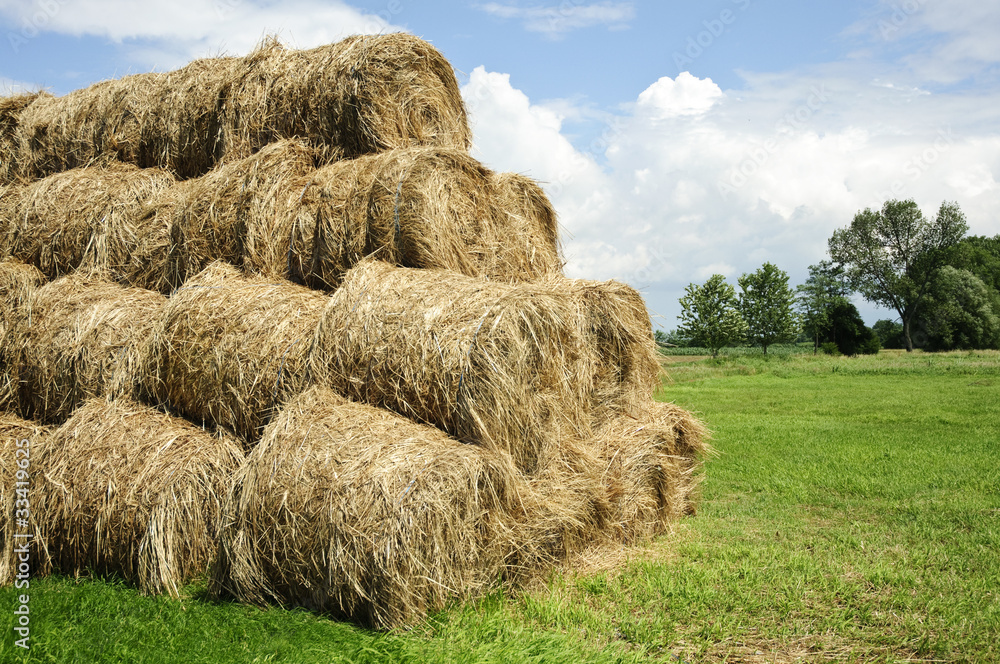 Fototapeta premium Bele siana