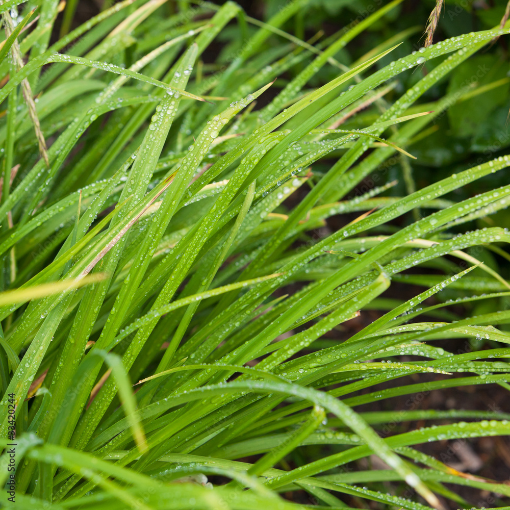 Fototapeta premium Fresh grass with dew drops close up