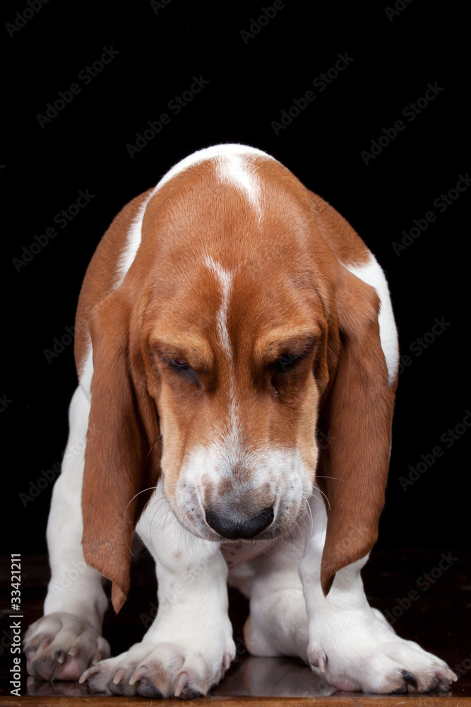 A great image of a Bassett Hound looking down.