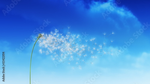 Dandelion Clouds photo