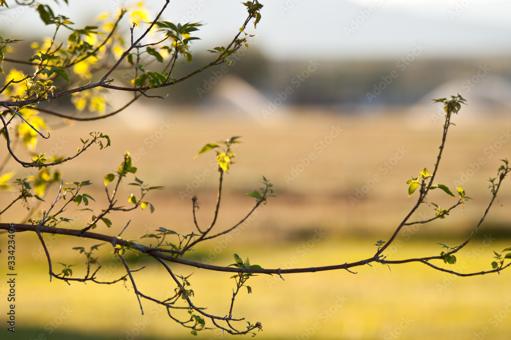 A nice abstract of a tree branch. A nice abstract of a tree branch.