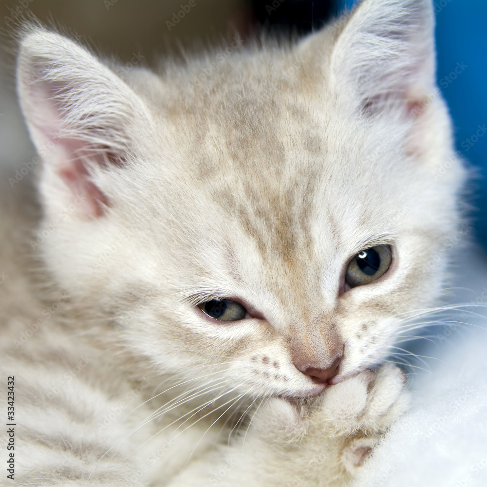 Amusing kitten Amusing kitten