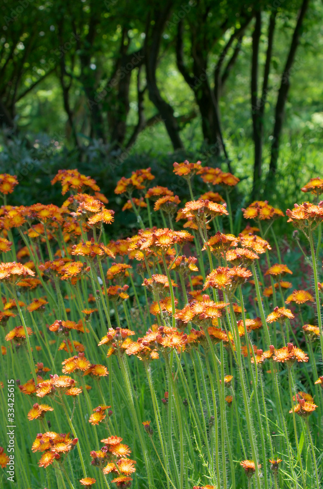 Orange Hawkweed