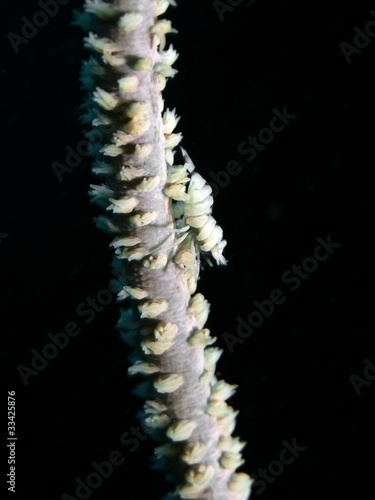 Shrimp, Wire Coral - Pontonides uncigeri