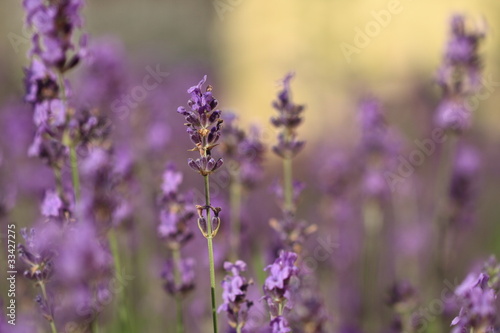 Lavanda