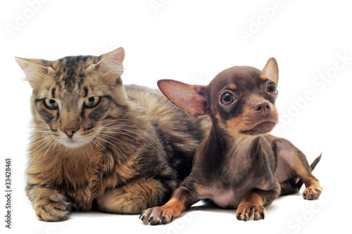 chiot chihuahua et chat main coon © cynoclub