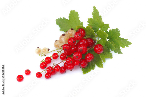 currant isolated on white
