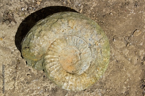 fossile d'ammonite