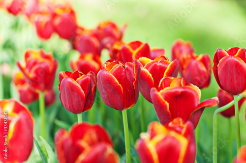 Fototapeta Naklejka Na Ścianę i Meble -  Many tulips in the park