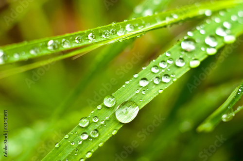 Green grass with water drops on it