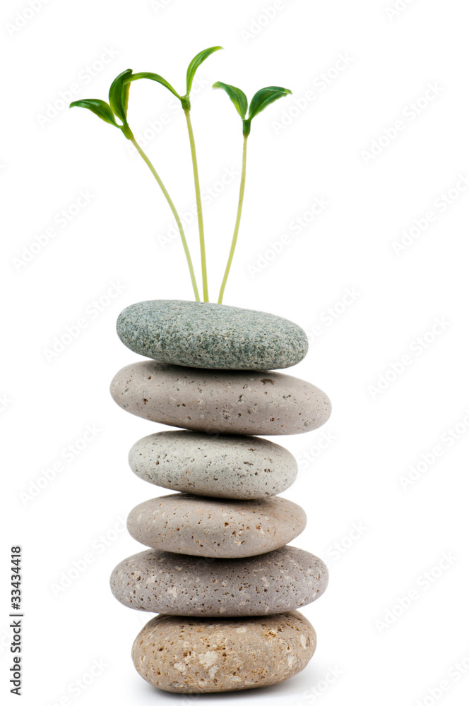 Pebbles and seedlings - alternative medicine concept Pebbles and seedlings - alternative medicine concept