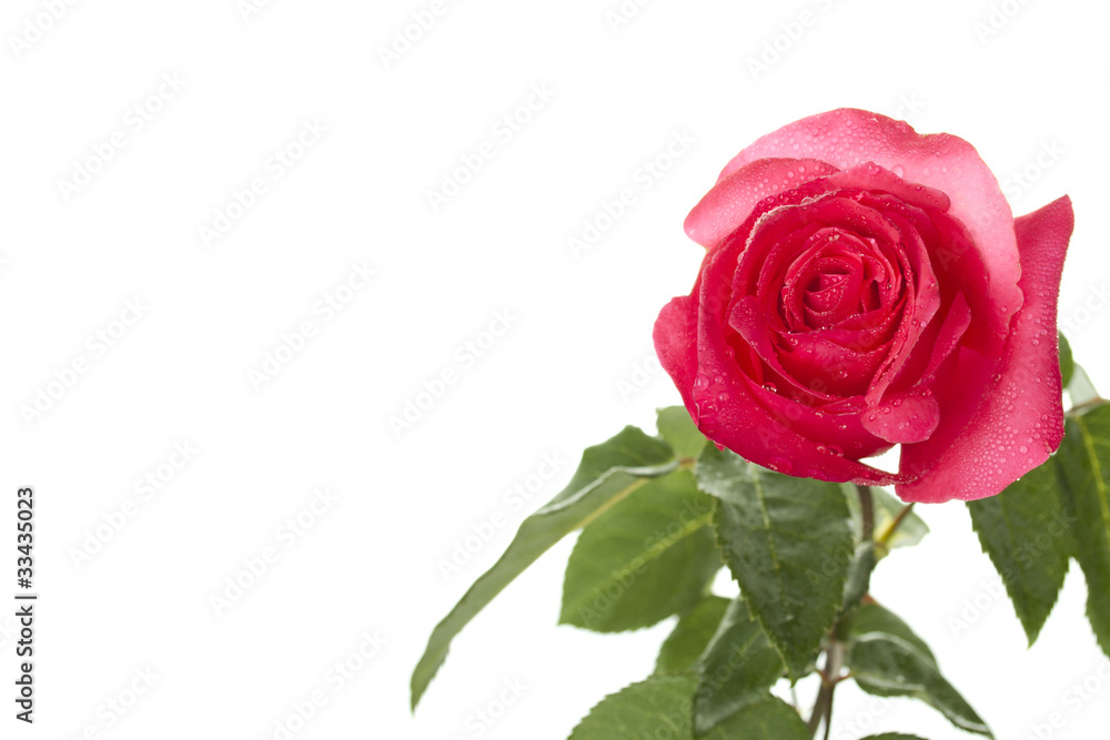 Single Red Rose Single Red Rose