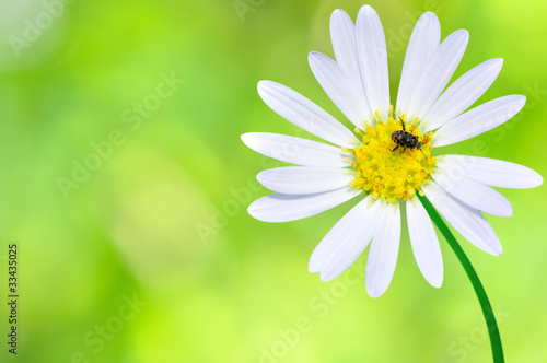 Flower with insect