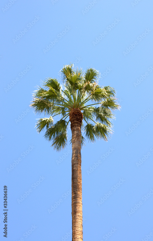 Obraz premium Palma. Palm tree.