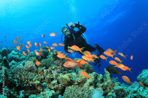 Tropical Fish, Coral Reef and Scuba Diver