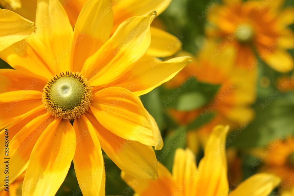 Fototapeta premium 黄色のマーガレット