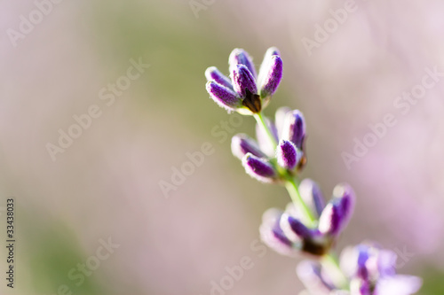 Lavande fleur - lavender flower