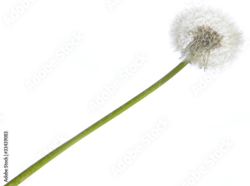 Dandelion against a white background (isolated)