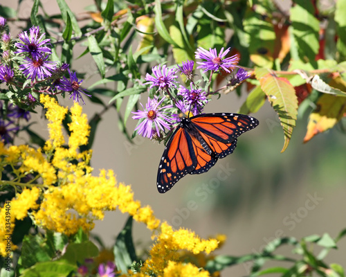 Monarch Butterfly © PhotosByJimN