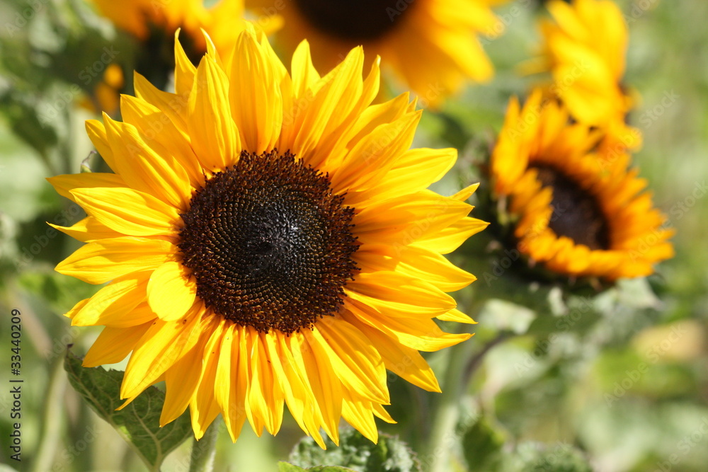Fototapeta premium Sonnenblume - Sun flower
