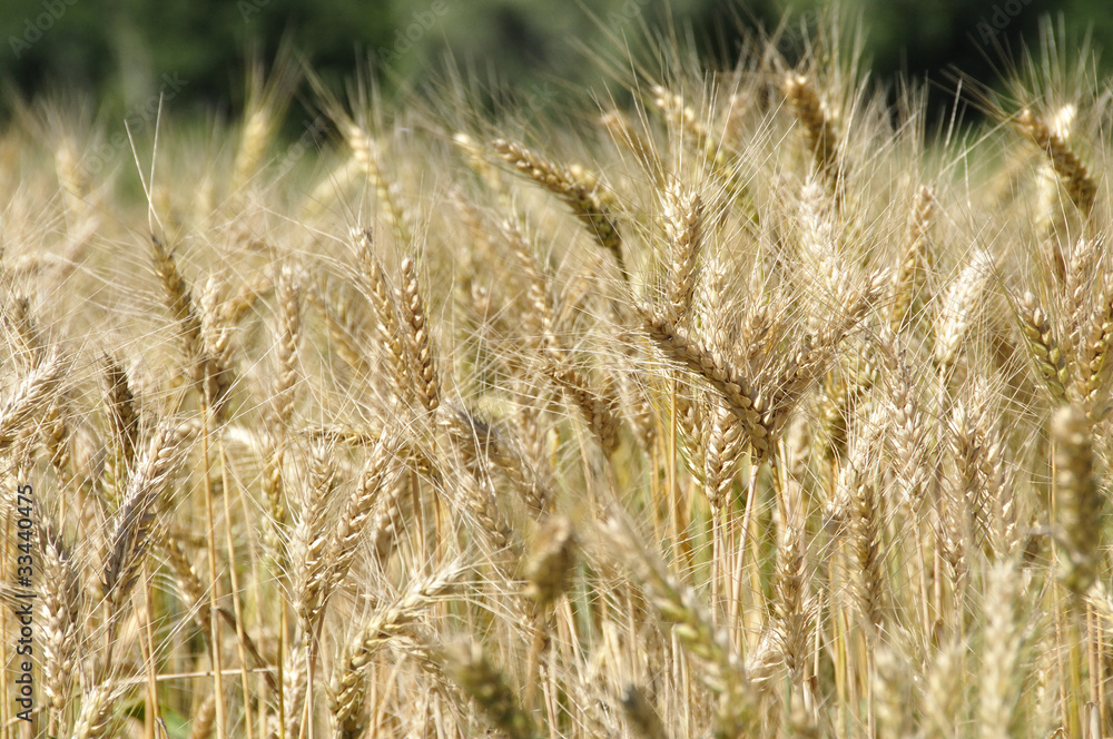 Fototapeta premium Blé