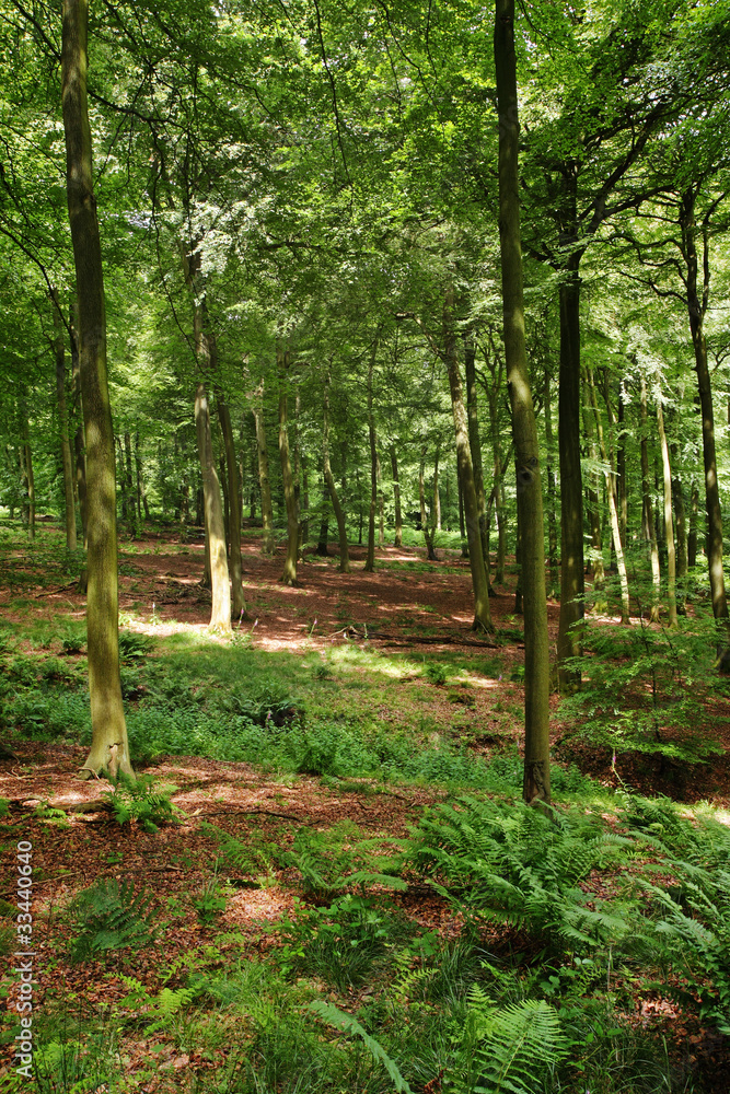 Dappled Sunshine in an English Wood Dappled Sunshine in an English Wood