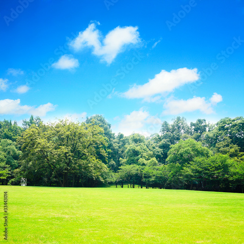 Fototapeta Naklejka Na Ścianę i Meble -  grass field with blue sky