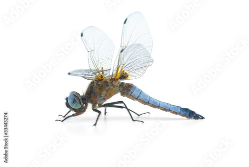 Big blue dragonfly (Libellula depressa)