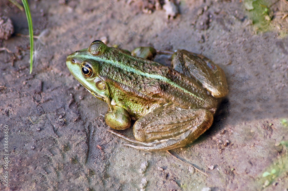 Obraz premium Green frog on the ground near pond