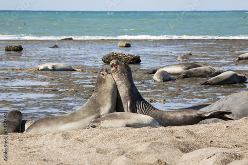 Seal at the coast