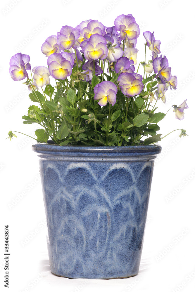 purple pansies in a pot purple pansies in a pot