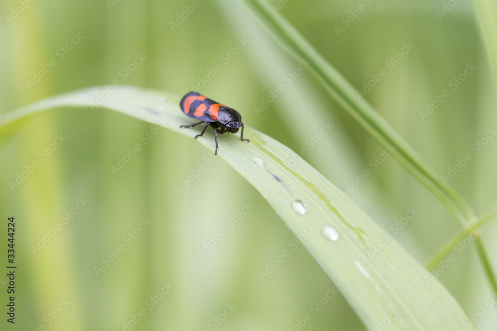 Red and Black Froghopper ( Cercopis vulnerata ) Red and Black Froghopper ( Cercopis vulnerata )