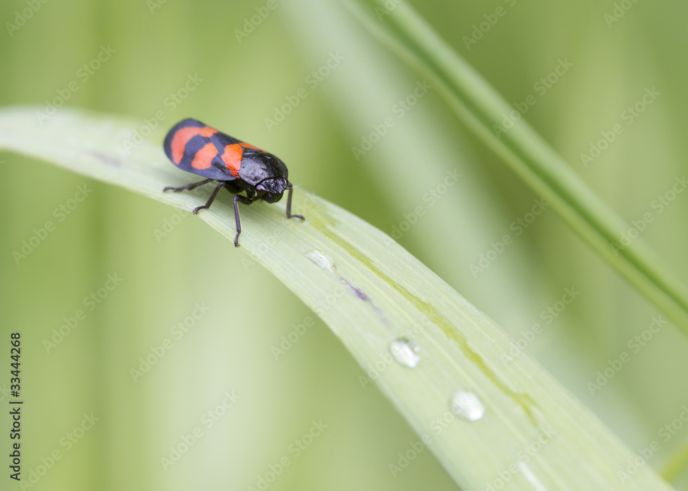 Red and Black Froghopper ( Cercopis vulnerata ) Red and Black Froghopper ( Cercopis vulnerata )