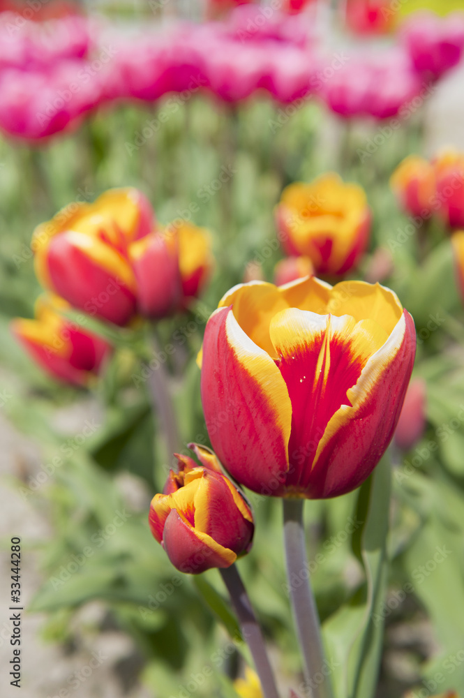 Red and yellow tulips