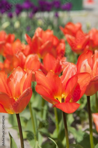 Red tulips