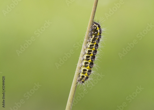 5-spot Burnet Caterpillar © chris2766