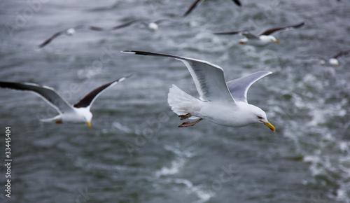 Seagulls © kaksoset25