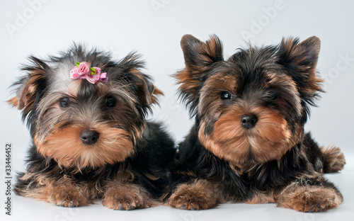 Fototapeta Naklejka Na Ścianę i Meble -  Puppies of yorkshire terrier