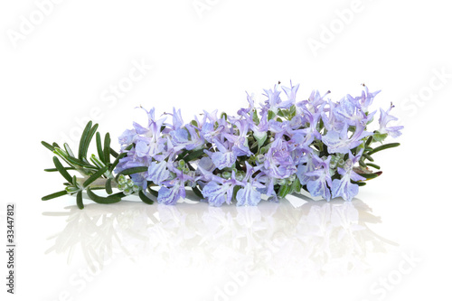 Rosemary Herb Flower