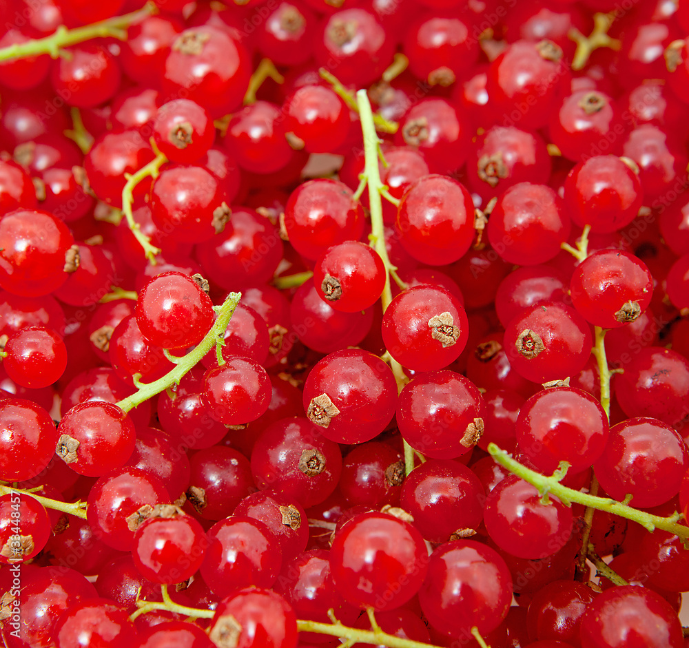 Background of red currant berries