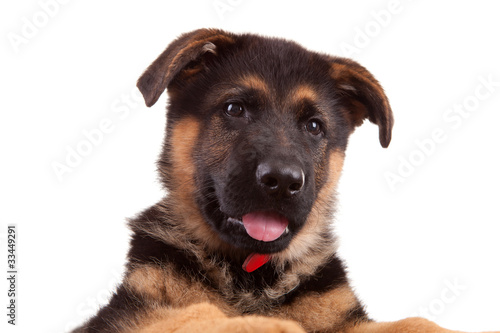 Fototapeta Naklejka Na Ścianę i Meble -  German Shepherd dog