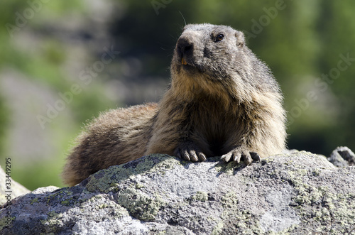Wild marmot