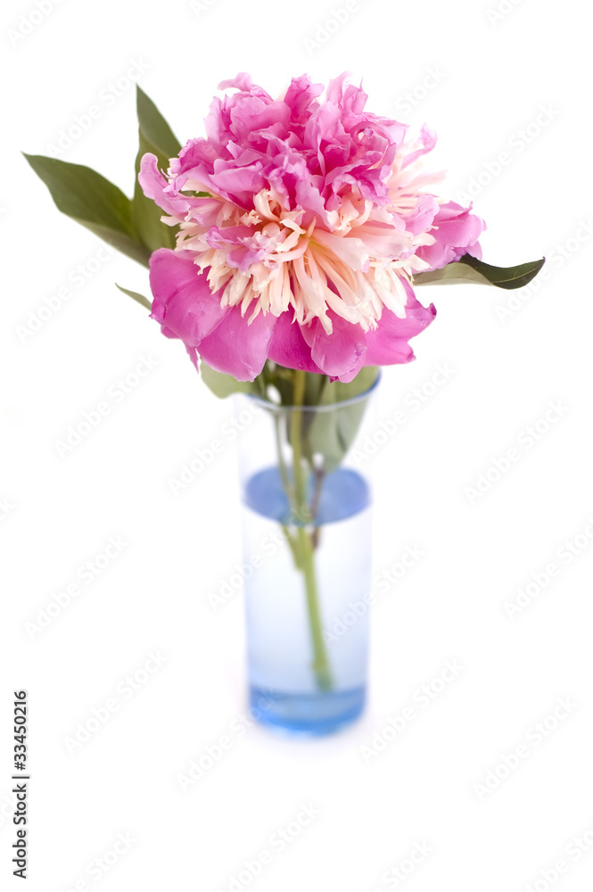 Fototapeta premium pink peony