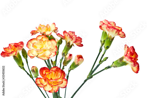 Group of Carnation, Dianthus caruyophyllus