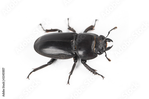 ground beetle © chungking