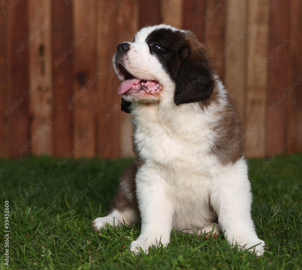 Saint Bernard Puppy Portrait