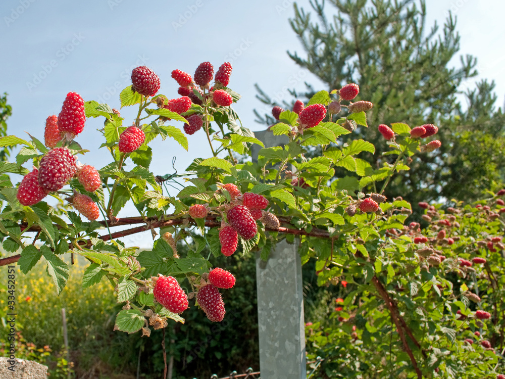 Fototapeta premium Tayberrys