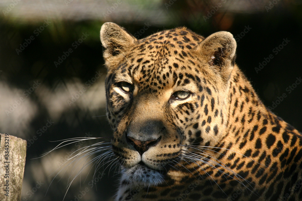 Naklejka premium léopard (Panthera pardus)
